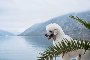 Beyaz bir kaniş palmiye yapraklarının arkasından bakıyor, arkasında bir göl ve dağlar var. Görüntü, köpeği neşeli ama sakin bir ortamda yakalar..