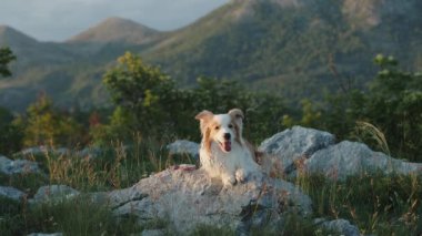 Bir Border Collie köpeği, arka planda yumuşak dağlar ve bitki örtüsü olan bir kayanın üzerinde duruyor. Sıcak tonlar ve nazik duruş sakin ve dengeli bir sahne yaratır..