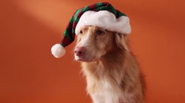 Noel Baba şapkalı bir Nova Scotia Duck Tolling Retriever yumuşak bir ifadeyle yukarı bakıyor. Turuncu stüdyo arka planında sıcak ışıkta yakalanmış..