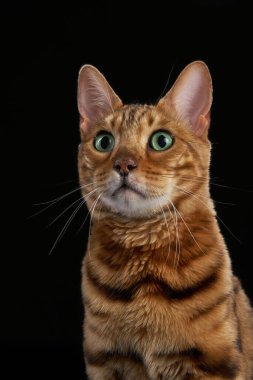 Bengal kedisi yukarı bakar, geniş gözleri ve odaklanmış kulakları vardır. Koyu arkaplan altın rengi paltosunu ve çizgilerini öne çıkarıyor..