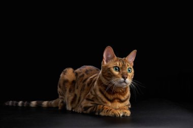 Pençeleri sıkışmış ve vücudu dik bir Bengal kedisi. Biraz kamera dışı görünüyor, poz veriyor ama doğal..