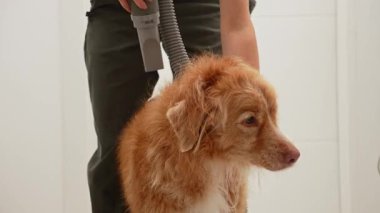 Islak bir Nova Scotia Duck Tolling Retriever, bakım sırasında el bilgisayarıyla kurutulur..