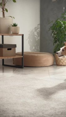 Köpek hareketli, odaklanmış ve hızlı bir şekilde modern bir iç mekanda hızla ilerliyor..