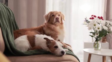Jack Russell ve Nova Scotia Duck Tolling Retriever bir buketin yanında yan yana dinleniyorlar..