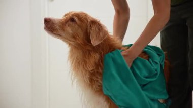 Islak köpek, havlunun kuruması devam ederken harekete tepki veriyor..