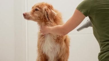 Kırmızımsı bir köpek fayanslı bir odada banyo yaptıktan sonra havluyla kurutuluyor. Biraz yorgun görünüyor..