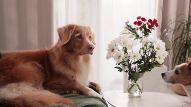 Av köpeği ve Jack Russell doğal ışıkta bir buketin yanında yatıyorlar..