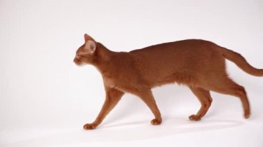 Kahverengi bir kedi, beyaz bir stüdyo arka planında güvenle yürüyor. Uzun gövdesi ve kuyruğu orta basamakta geriliyor..