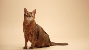 Bir Habeş kedisi kameraya doğru düzgün oturur. İfadesi sakin ve duruşu dengeli..