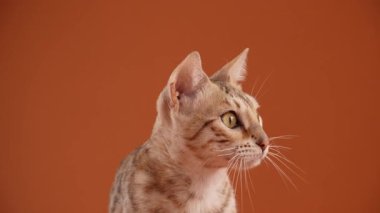 Bir Bengal kedisi kafası, çerçevesiz göründüğü için profilden gösterilir. Yakın detay göz rengi ve kürk işaretlerini yakalıyor..