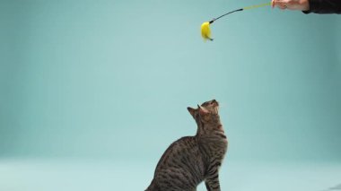 Gri bir tekir kuşu öylece oturur ve tüylü bir oyuncağa bakar. Kulakları ve duruşu tüm dikkati gösteriyor..