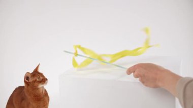 Bir Habeş kedisi yoğun odaklı sarı kurdeleyi takip eder. Vücudu kısmen kalkıyor ve saldırmaya hazırlanıyor..