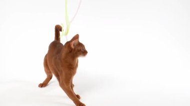 Aktif bir Habeş kedisi sallanan bir ipte yarasalar. Oyuncak çerçeveden yeni çıkmış bir insan eli tarafından tutuluyor..