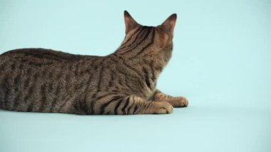 Bir tekir kedi yere çömelir ve önüne bakar. Vücut sessiz bir şekilde uzar..