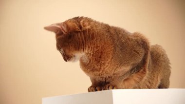 Kedi hafifçe kambur, kulakları eğik ve yana bakıyor. Kuyruğu nazikçe pençelerinin etrafında kıvrılır..