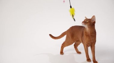 Kahverengi bir kedi tek pençesiyle yukarıya uzanarak arka ayakları üzerinde durur. Başının üstünde sarı bir oyuncak asılı duruyor..