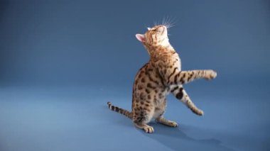 Bir Bengal, kuyruğu kaldırılmış bir şekilde mavi bir zeminde yürüyor. Kedi yarı yolda ve hafifçe dönüyor..