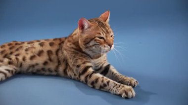 Bir Bengal kedisi bir pençesi diğerinin üzerinde yatarken görülüyor. Pürüzsüz mavi bir yüzey üzerinde gevşemiş görünüyor..