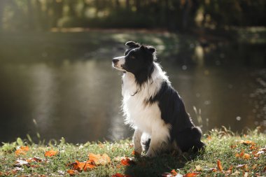 Köpek doğurmak kenar kömür ocağı
