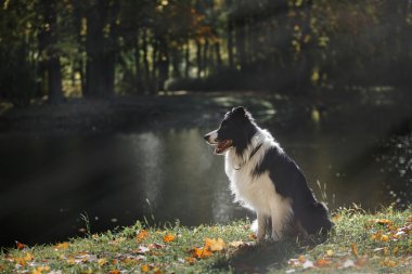 Köpek doğurmak kenar kömür ocağı