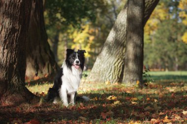 Köpek doğurmak kenar kömür ocağı