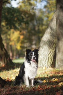 Dog breed Border Collie clipart