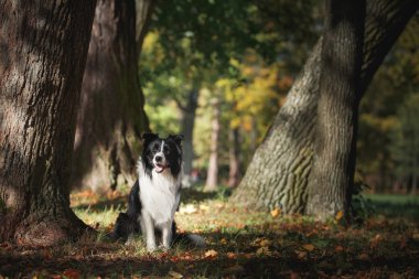 Köpek doğurmak kenar kömür ocağı