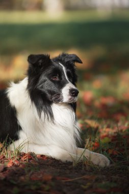Köpek doğurmak kenar kömür ocağı