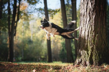 Köpek doğurmak kenar kömür ocağı