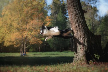 Köpek doğurmak kenar kömür ocağı