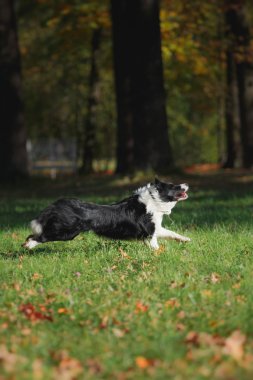 Köpek doğurmak kenar kömür ocağı