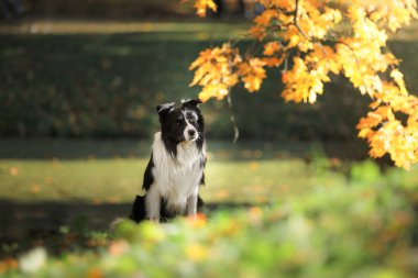 Köpek doğurmak kenar kömür ocağı