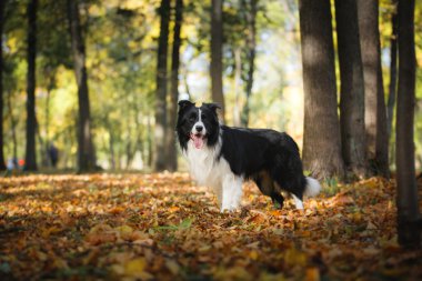 Köpek doğurmak kenar kömür ocağı