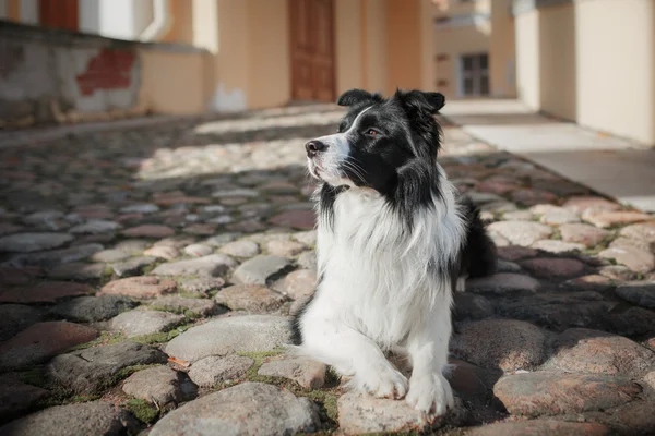 Chien de race Border Collie — Photo