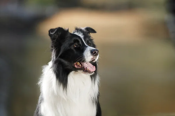 Cane razza Border Collie — Foto Stock