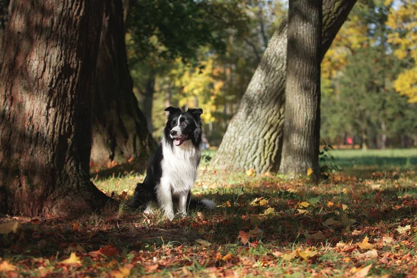 Pies rasy Border Collie — Zdjęcie stockowe