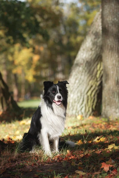 Hund ras gräns collie — Stockfoto