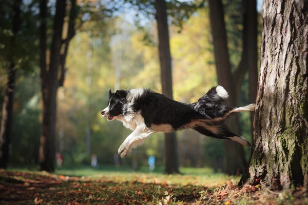 Koirarodun raja collie — kuvapankkivalokuva
