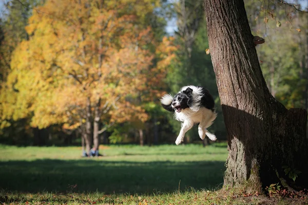 Kutyafajta határ collie — Stock Fotó