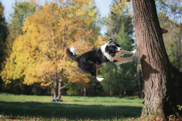 Cane razza Border Collie — Foto Stock