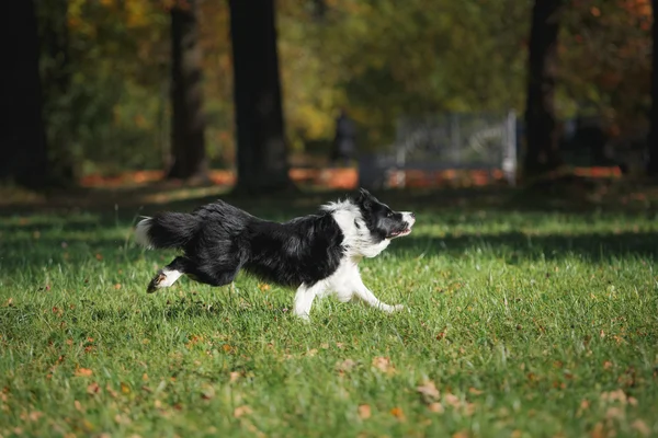 Hondenras Bordercollie — Stockfoto