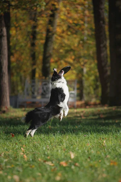 Pies rasy Border Collie — Zdjęcie stockowe
