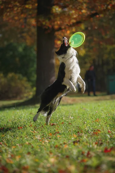 Hondenras Bordercollie — Stockfoto