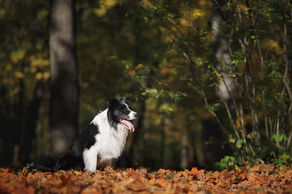 Hondenras Bordercollie — Stockfoto