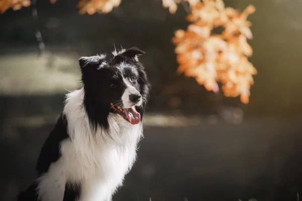 Cane razza Border Collie — Foto Stock