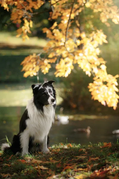 Raça cão fronteira collie — Fotografia de Stock