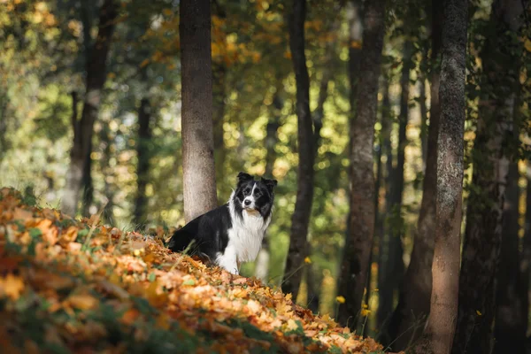 Hund ras gräns collie — Stockfoto