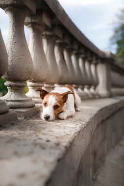 Köpek yetiştiricisi Jack Russell Terrier.