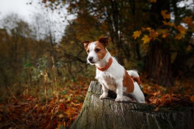 Köpek yetiştiricisi Jack Russell Terrier.