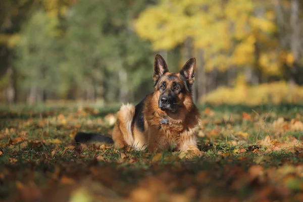 Raça cão pastor alemão — Fotografia de Stock